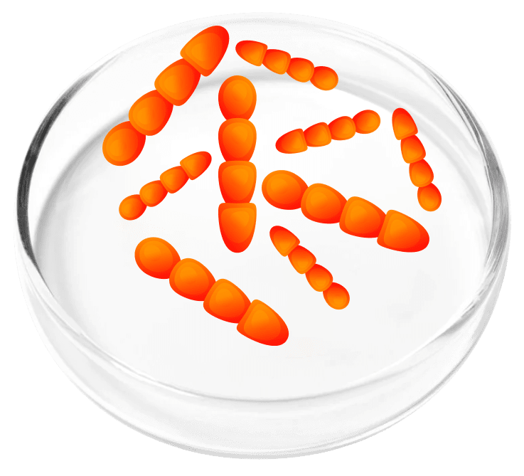 Lactobacillus Crispatus probiotic strain